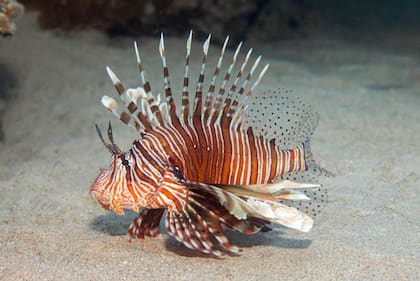 El pez león es una especie invasora que ha generado catástrofes ecológicas en el mar Caribe