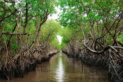 El estado de Florida, en EE.UU:, lleva a cabo uno de los esfuerzos de conservación ambiental más ambiciosos del mundo, rescatando los Everglades