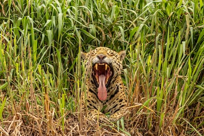 Bostezo de yaguareté en Pantanal