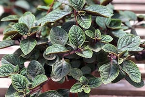 Botánica y creencias: el fascinante vínculo entre las plantas y la prosperidad económica