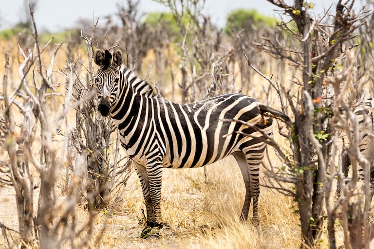 Una cebra, un mono con su cría y un grupo de leonas miran curiosos a la cámara. (Fotos: Estrella Herrera)
