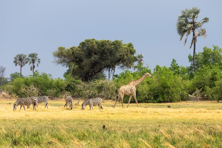 Una grupo de cebras comen apaciblemente mientras una jirafa se desplaza en la sabana. (Foto: Estrella Herrera)