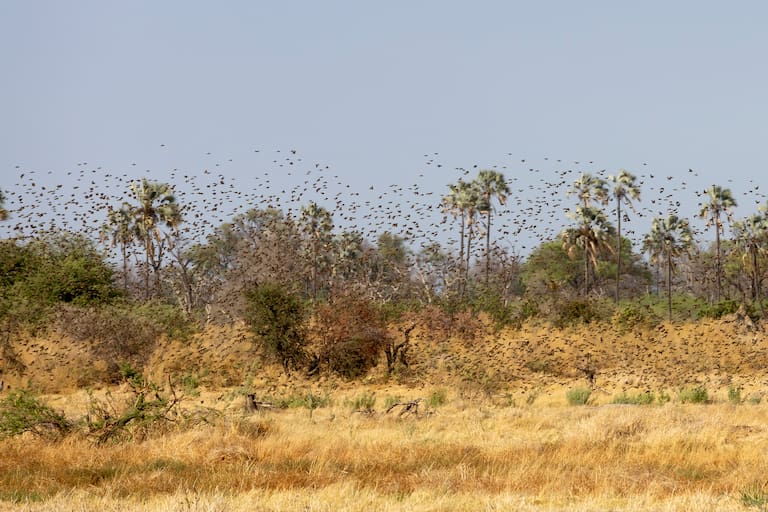 Un kudu se acerca a paso lento; la fauna no se siente amenazada por los turistas; Chitabe invita al lujo sustentable para disfrutar de la naturaleza; una vista de una bandada de pájaros se adueña del paisaje. (Fotos: Estrella Herrera)