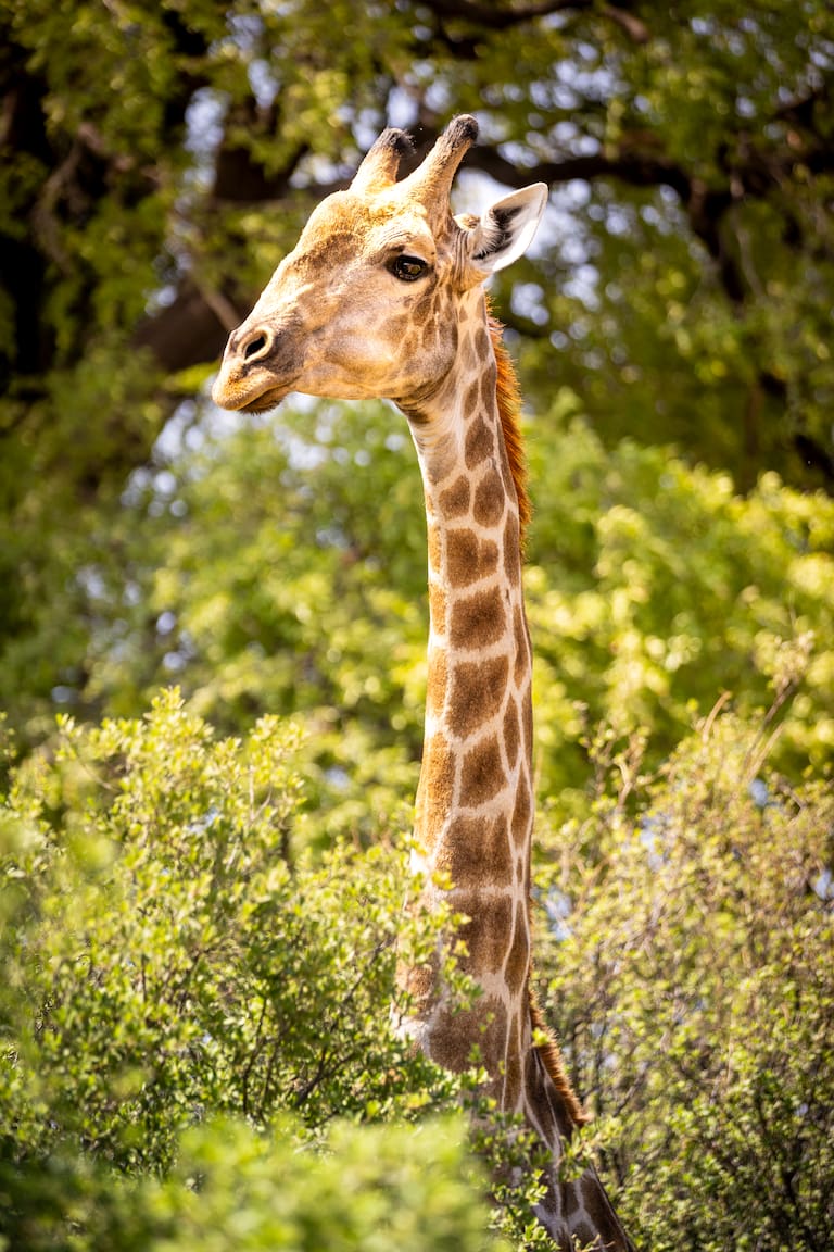 Una jirafa entre los arbustos y un “gondolero” avanza en canoa por los riachos del delta. (Fotos: Estrella Herrera)