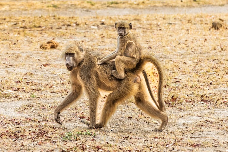 Una cebra, un mono con su cría y un grupo de leonas miran curiosos a la cámara. (Fotos: Estrella Herrera)