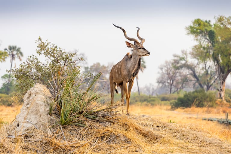 Un kudu se acerca a paso lento; la fauna no se siente amenazada por los turistas; Chitabe invita al lujo sustentable para disfrutar de la naturaleza; una vista de una bandada de pájaros se adueña del paisaje. (Fotos: Estrella Herrera)