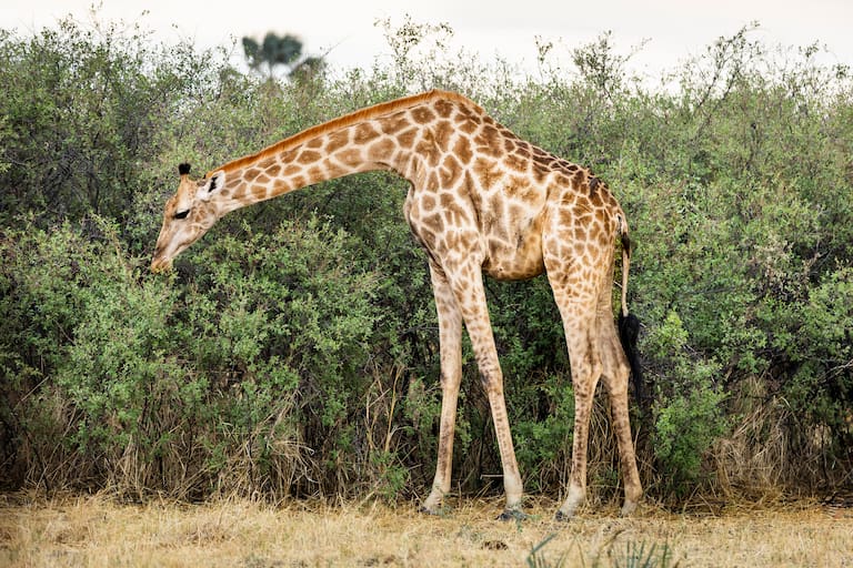 Una jirafa come hojas de un arbusto y una muestra de cestería típica de la zona trabajada a mano por las mujeres locales. (Foto: Estrella Herrera)