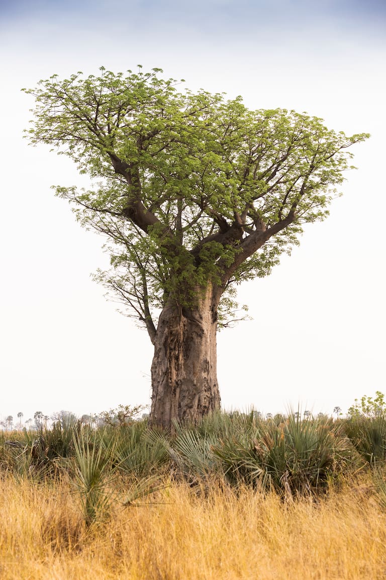 Los baobabs almacenan agua en su tronco como forma de adaptación al entorno árido y una lujosa habitación en Chitabe. (Fotos: Estrella Herrera)