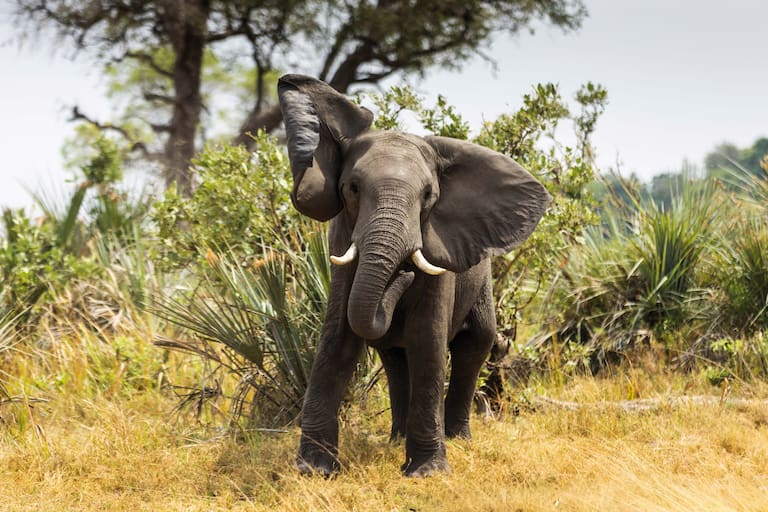 Botswana tiene la mayor población de elefantes de África. (Foto: Estrella Herrera)