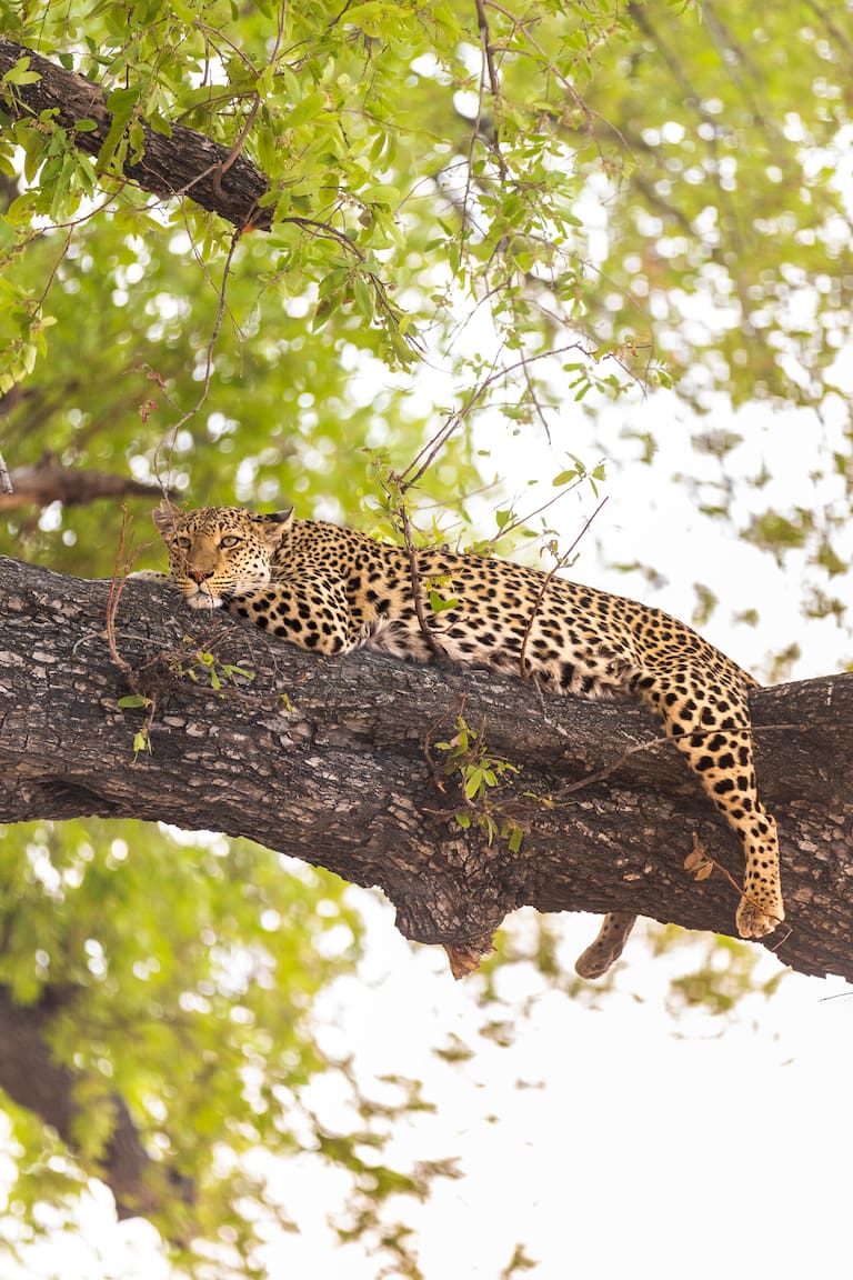 Mogwana, uno de los más de 50 leopardos que viven en el área circundante a Chitabe; un guía del grupo, sonriente al lado del jeep. (Fotos: Estrella Herrera)