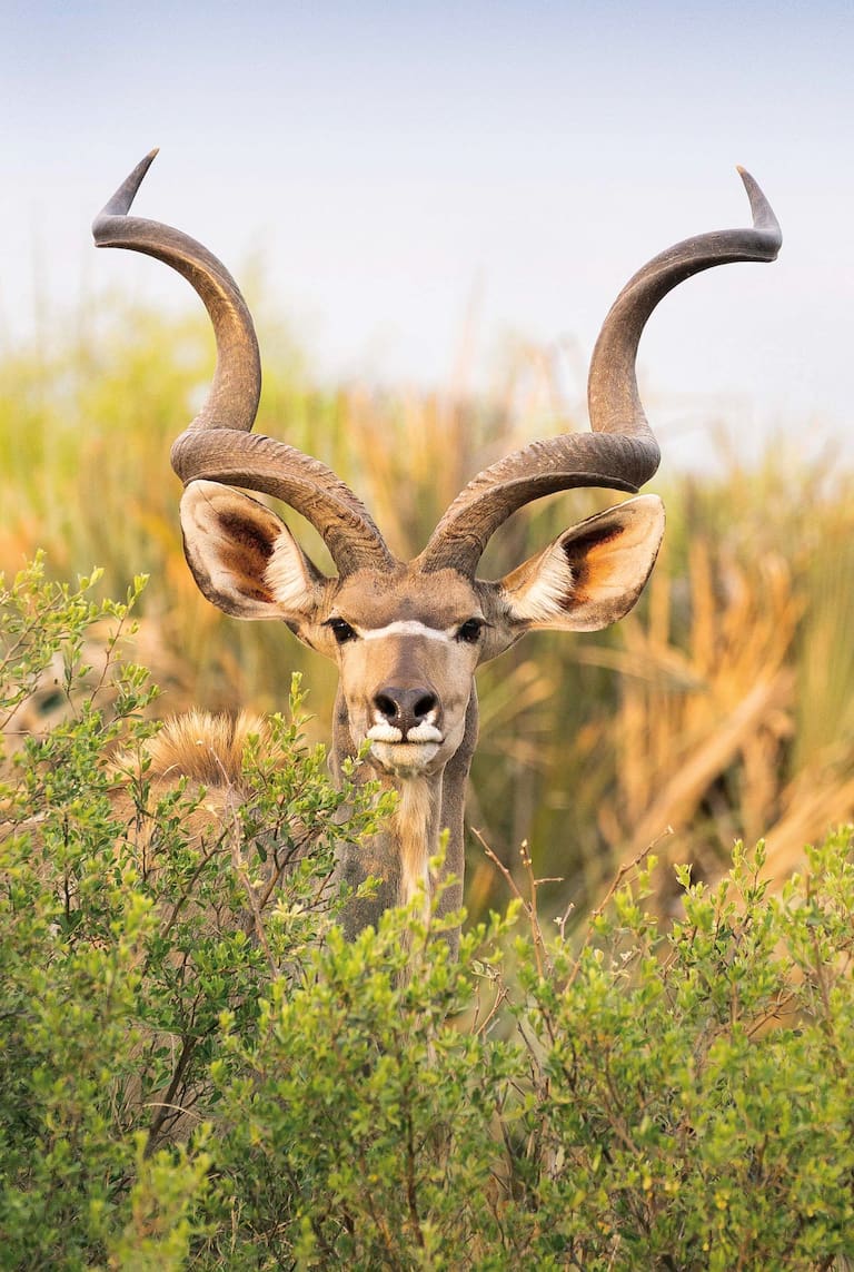 Un kudu asoma su majestuosa cabeza entre la ramas y un león macho descansa a la sombra. (Fotos: Estrella Herrera)