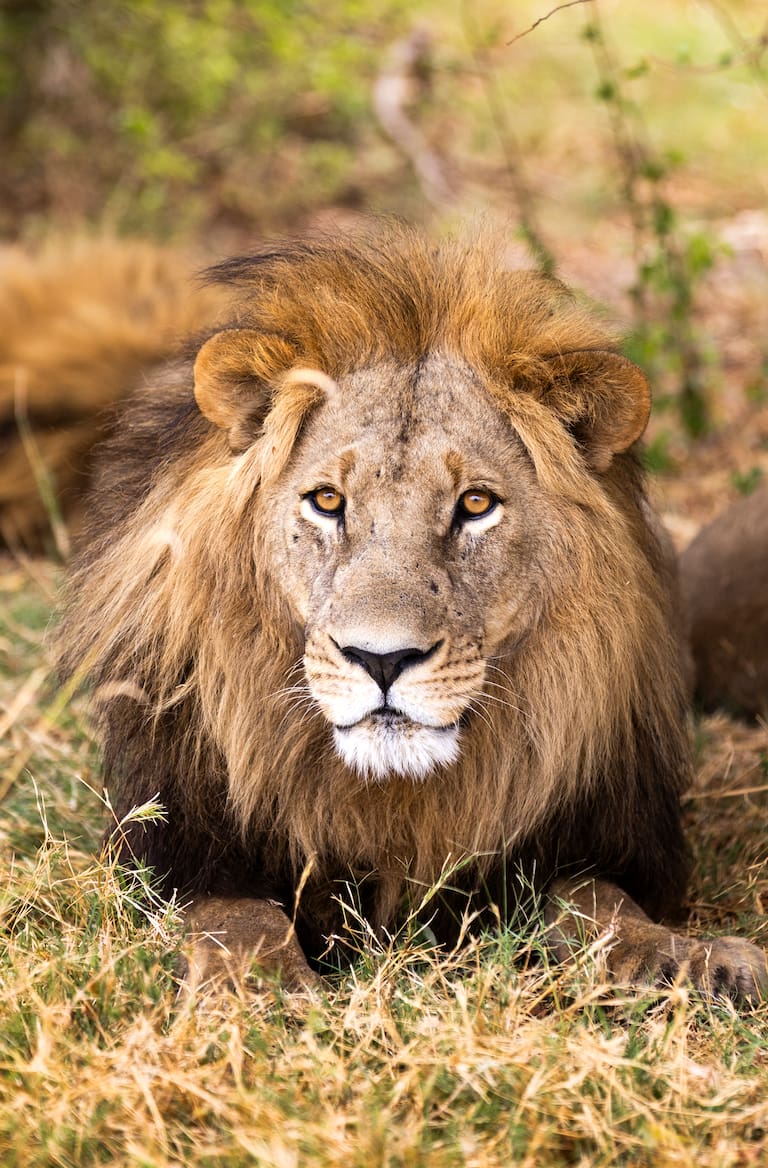 Un kudu asoma su majestuosa cabeza entre la ramas y un león macho descansa a la sombra. (Fotos: Estrella Herrera)