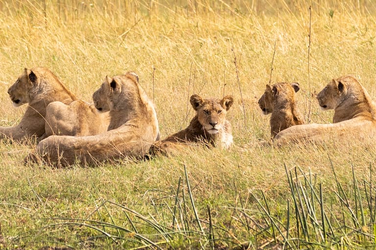 Una cebra, un mono con su cría y un grupo de leonas miran curiosos a la cámara. (Fotos: Estrella Herrera)
