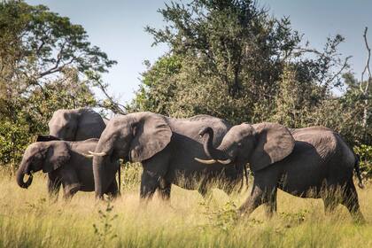 Botswana, África.