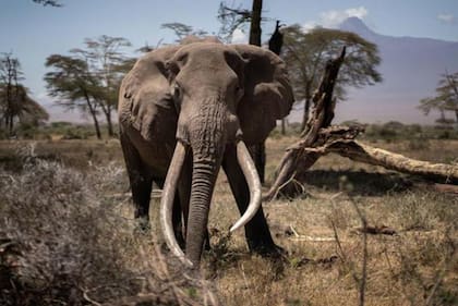 Los elefantes son animales que habitan, generalmente, en Asía y África