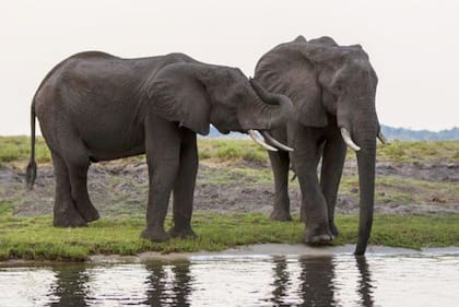 Botswana ha donado miles de elefantes a países vecinos.