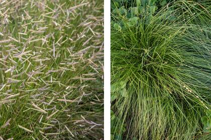 Bouteloua gracilis 'Blonde Ambition y Carex muricata