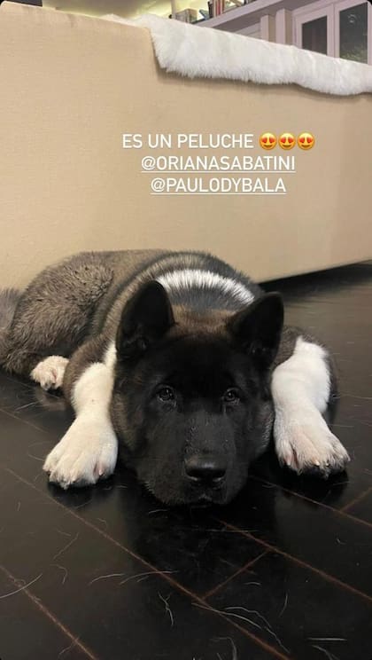 Bowen, el perro de Dybala y Oriana, fotografiado por Eugenia De Martino