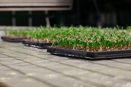 Bowery, la mayor empresa de granjas verticales de Estados Unidos, cultiva verduras hidropónicas que han llamado la atención de los chefs