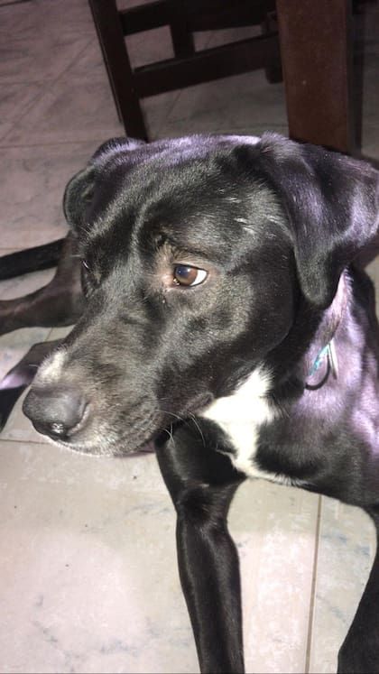 Boycka, uno de los perros rescatados, que ya se encuentra en el hogar de una familia de tránsito