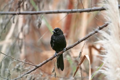 Boyerito (Icterus pyrrhopterus). Se lo encuentra en gran parte del país, incluso en ciudades. Recorre los árboles en busca de insectos y frutos, o tejiendo con fibras sus nidos en forma de bolsita.