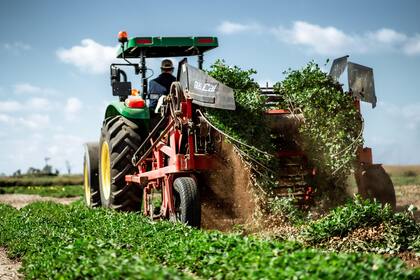 Bracco indicó que en “los primeros cinco meses del año pasado se exportaron 100.000 toneladas con un valor promedio de US$1670 la tonelada, pero este 2025 hay una disminución de US$300, un 20% en el precio”
