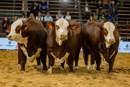 Braford volverá a tener un papel destacado en una nueva edición de las Nacionales, con la organización de Expoagro, que se realizará del 24 al 29 de mayo de 2026 en la Sociedad Rural de Corrientes, en Riachuelo