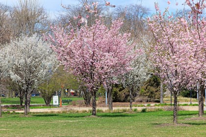 Brandon Johnson, alcalde de Chicago, celebró en redes sociales la llegada de uno de los momentos más esperados de la primavera