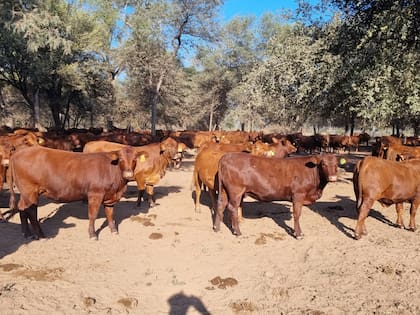Brangus colorado en el establecimiento