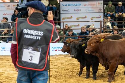 Brangus es líder en el norte
