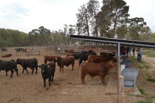 Ganadería: lo que revela la eficiencia de conversión