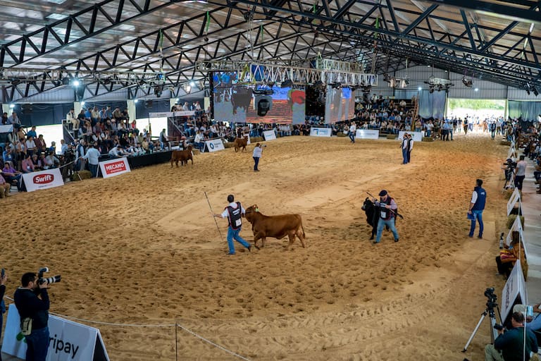 En Corrientes: se vienen las Nacionales de las razas Braford, Brangus, Brahman y Hampshire Down