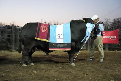 Brangus sintetiza un buen momento para la ganadería