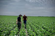 La soja perdió tres millones de hectáreas en la última década