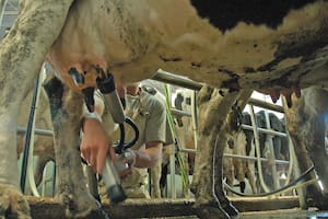 Asoma un riesgo para la producción lechera en medio una fuerte recuperación