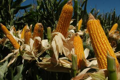 Brasil supera a la Argentina en producción de maíz