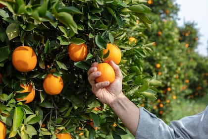 Brasil y EE.UU. son en la actualidad los principales responsables de los millones de toneladas de naranjas cosechadas anualmente en todo el mundo