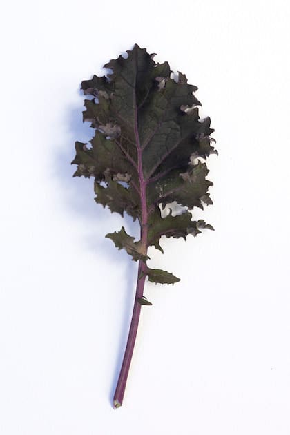 Brassica oleracea Sabellica.