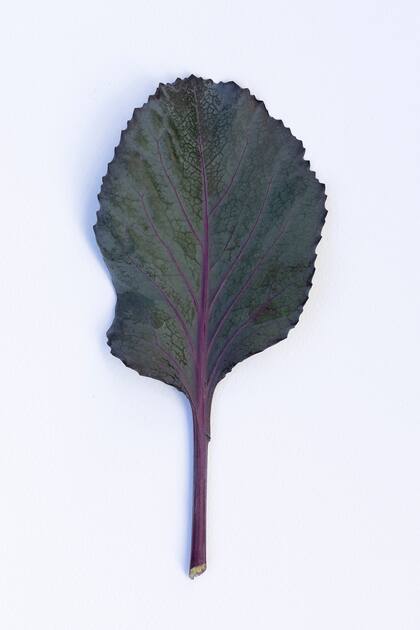 Brassica oleracea capitata rubra.