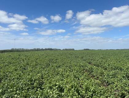 Bravo Almonacid indicó que “la tecnología aplicada consiste en establecer permanentemente este mecanismo de defensa, dirigiendo la resistencia en forma específica contra el virus PVY y el PLRV