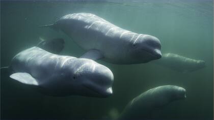 Brian Skerry asegura que las ballenas son los animales más inteligentes que viven en el océano