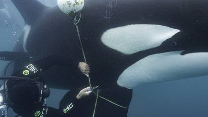 Brian Skerry en el documental Secretos de las Ballenas de Disney +