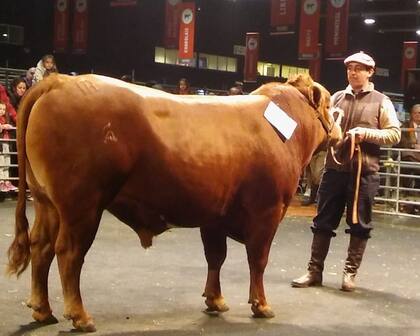 Brigadier, el primer toro Criollo mocho Campeón de la Exposición Rural de Palermo en 2018