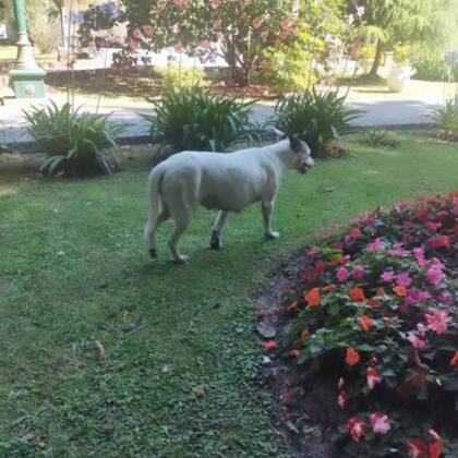 Brisa está preñada y pronto dará a luz.