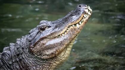 Britton era considerado uno de los mayores expertos en cocodrilos del mundo