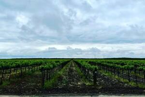 Bronco Wine anunció el despido de 146 empleados