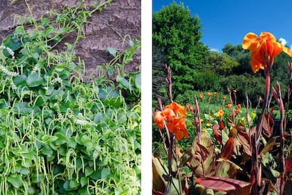 Brotal y Achira roja, una trepadora silvestre perfumada y la clásica planta de flores grandes y vistosas que dan un toque personal al jardín