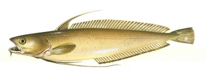 Brótola (Urophycis brasiliensis)