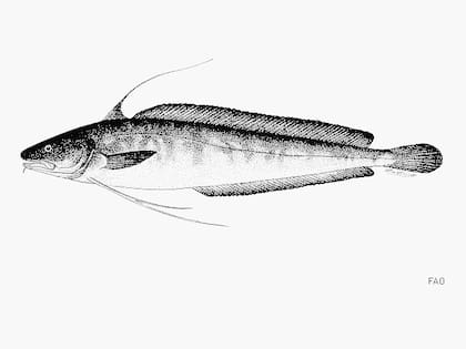 Brótola (Urophycis brasiliensis)