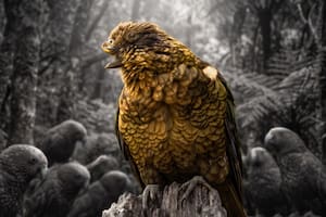 Un loro con medio pico se convirtió en el primer animal con una discapacidad en ser alfa